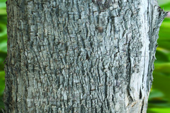 Markhamia platycalyx